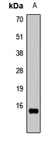 Histone H3 (MonoMethyl-R26) Antibody