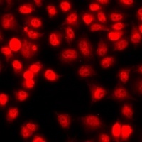 Histone H3 (MonoMethyl-R26) Antibody