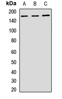 PELP1 Rabbit Polyclonal Antibody