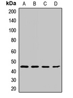 Cyclin B2 Rabbit Polyclonal Antibody