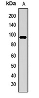 Aconitase 2 Rabbit Polyclonal Antibody