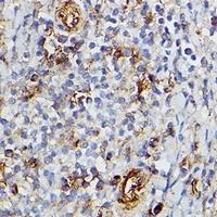 CD39 Antibody