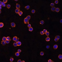 CD39 Antibody