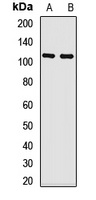 CYLD Antibody