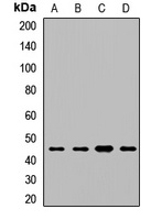 Beta-enolase Rabbit Polyclonal Antibody