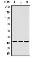 Tropomodulin-1 Rabbit Polyclonal Antibody