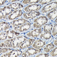 USP5 Antibody