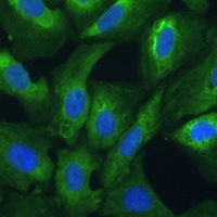 EIF3G Rabbit Polyclonal Antibody