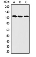 LONP1 Rabbit Polyclonal Antibody