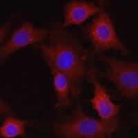 EIF4E2 Rabbit Polyclonal Antibody