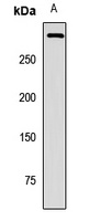PIEZO1 Rabbit Polyclonal Antibody