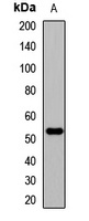 EDIL3 Antibody