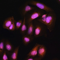 ADRM1 Rabbit Polyclonal Antibody