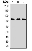 HOOK1 Rabbit Polyclonal Antibody