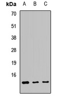 ATPIF1 Antibody