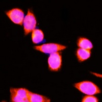 DNAJC19 Antibody