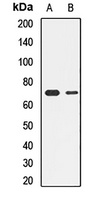NRF1 Rabbit Polyclonal Antibody