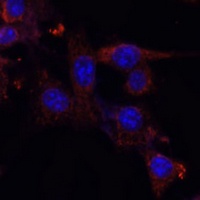 NRF1 Rabbit Polyclonal Antibody