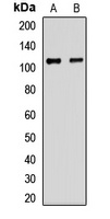 EPC1 Antibody