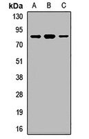 RHOT1 Antibody