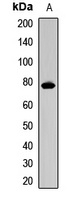 Cdc4 Rabbit Polyclonal Antibody
