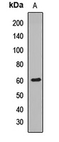 TRIM69 Rabbit Polyclonal Antibody