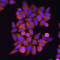 eTF1 Rabbit Polyclonal Antibody