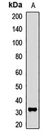 THOC4 Antibody