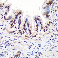 THOC4 Antibody