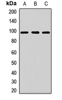 eIF2C2 Rabbit Polyclonal Antibody