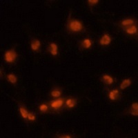 PRPF8 Antibody