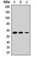 PTBP2 Rabbit Polyclonal Antibody