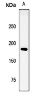 LRP6 Rabbit Polyclonal Antibody