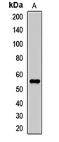 Kv1.2 Rabbit Polyclonal Antibody