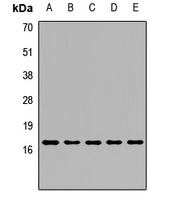 Peroxiredoxin 5 Antibody