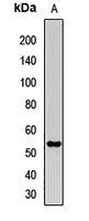 Pannexin-1 Rabbit Polyclonal Antibody