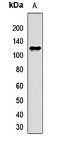 eIF2C2 Rabbit Polyclonal Antibody