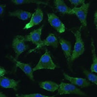 eIF2C2 Rabbit Polyclonal Antibody