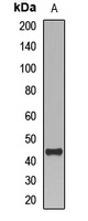 GIF Rabbit Polyclonal Antibody