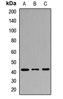 Cyclophilin D Rabbit Polyclonal Antibody