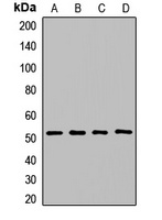 COPS2 Rabbit Polyclonal Antibody