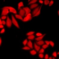 COPS2 Rabbit Polyclonal Antibody