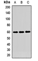 CD275 Antibody
