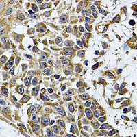 CD275 Antibody