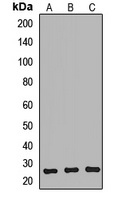 NTMT1 Antibody