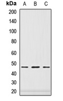 PAX6 Antibody