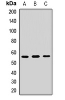 PAX7 Rabbit Polyclonal Antibody