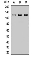 CARD10 Antibody
