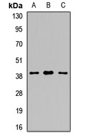 SIRT6 Rabbit Polyclonal Antibody