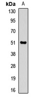Pancreatic Lipase Rabbit Polyclonal Antibody